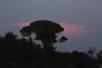 cp_Paxos-Abend-Baum.jpg